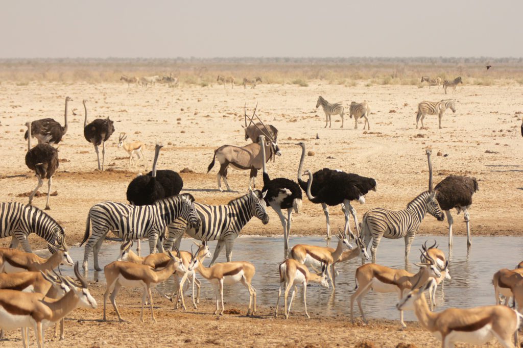 What to visit in Namibia: A bustling waterhole in Namibia teems with life, as springboks, ostriches, and zebras gather in a harmonious scene of African wildlife.