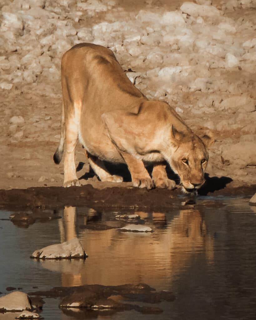 what to visit in Namibia for a week? Etosha National - A majestic lioness quenches her thirst at a waterhole, reflecting a moment of tranquility in the wilds of Namibia.