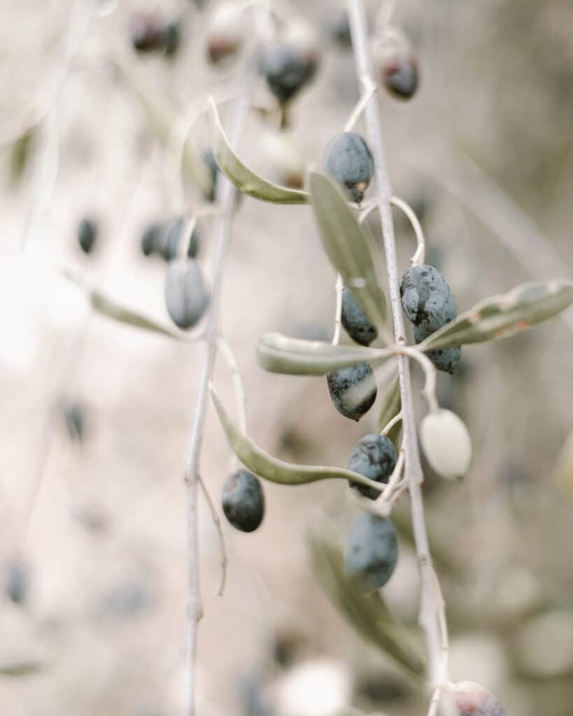 Close-up of olive branches laden with ripe olives in Kefalonia, symbolizing the island's rich agricultural heritage and answering "Is Kefalonia worth going to?" with nature's bounty.