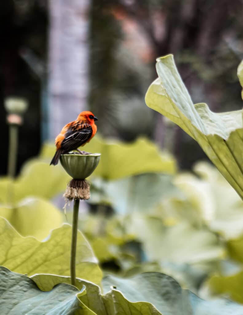 Red Cardinal Bird Sitting on a water lily at Pamplemousses Botanical garden in Mauritius