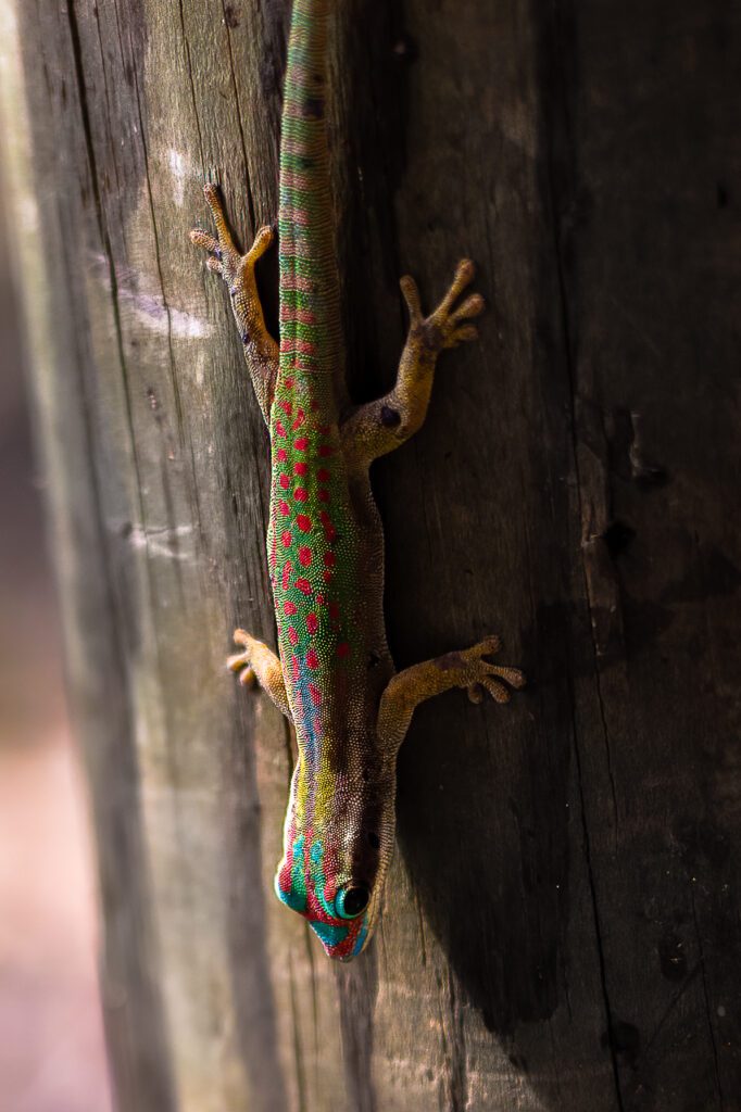 Mauritian Gecko at Ile aux Aigrettes, Mauritius