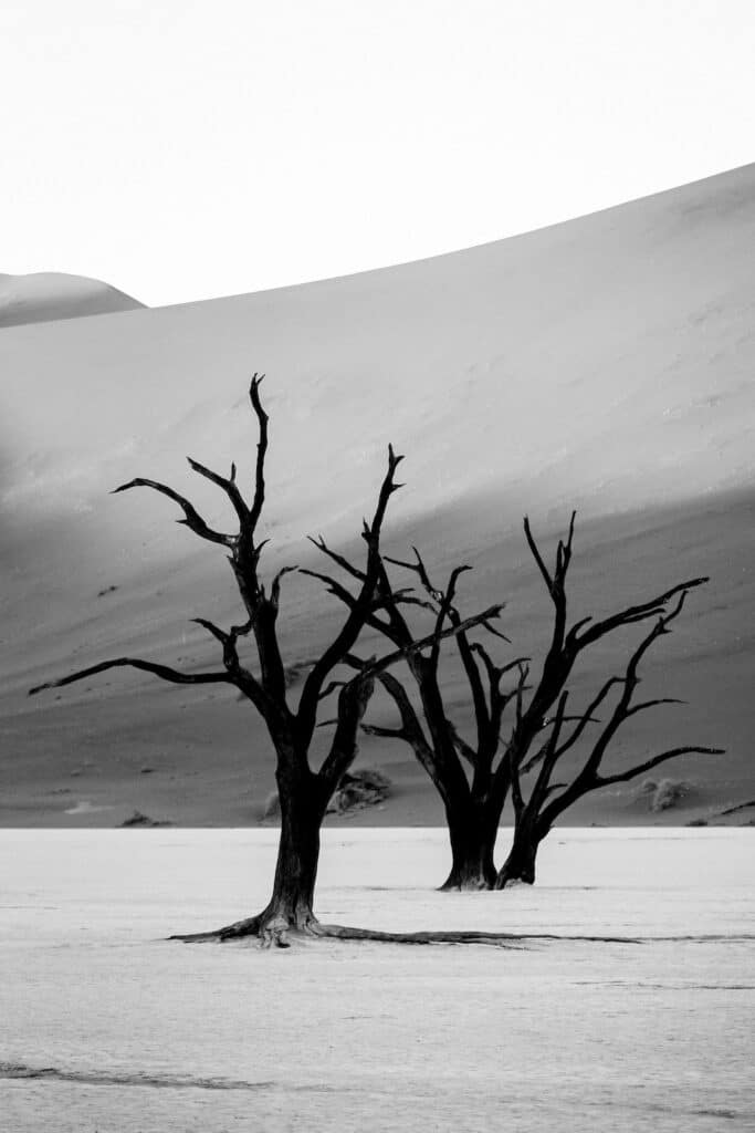 : "The stark silhouettes of dead acacia trees in Deadvlei, set against the smooth slopes of the Sossusvlei dunes in black and white, capture the timeless allure of Namibia's desert.