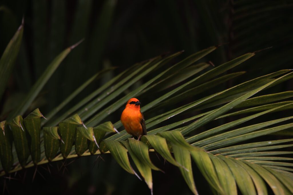 Ultimate Mauritius Travel Guide: Red Cardinal in Pamplemousses National Botanical Garden, Mauritius