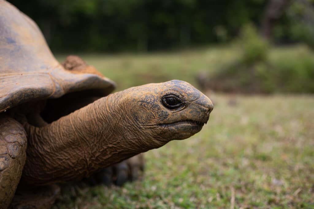 Aldabra tortoise at Vallée de Ferney, Mauritius