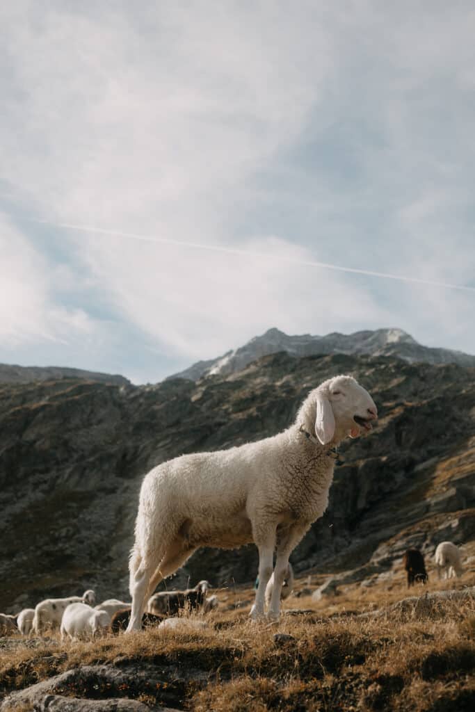 Mountain Goat at Olpererhutte