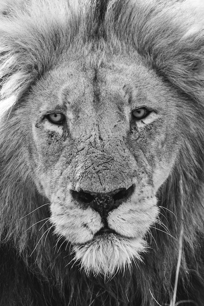 Black & White picture of a lion taken with a Telephoto lens