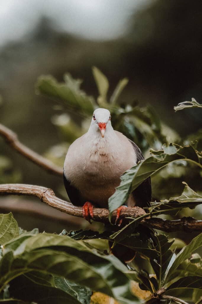 Pink pigeon in Mauritius