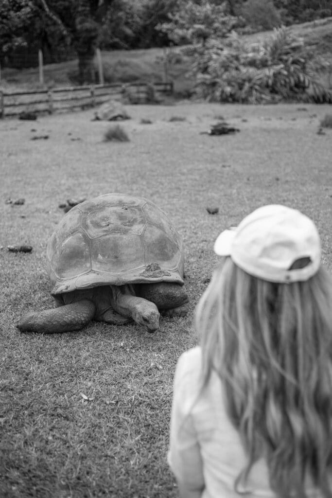 Aldabra Giant Tortoise in Mauritius at Ile aux Aigrettes Mauritius