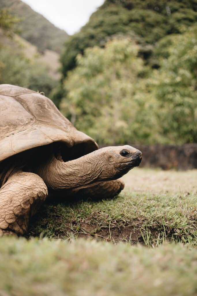 Aldabra Giant Tortoise in Mauritius at Ile aux Aigrettes Mauritius
