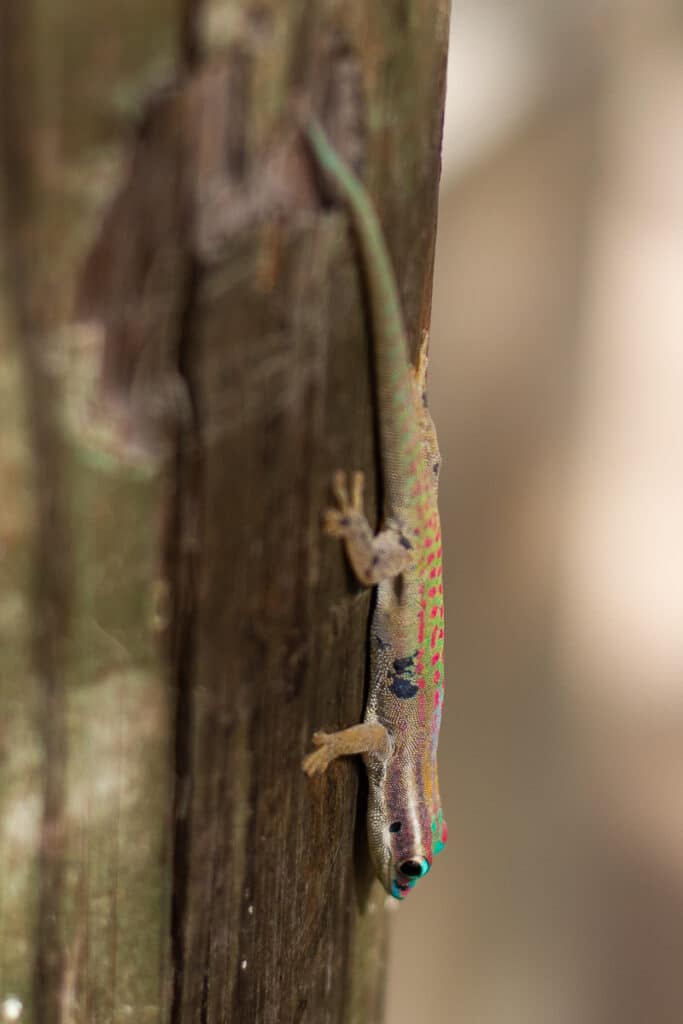 Ornate Day Gecko (Phelsuma ornata) in Mauritius