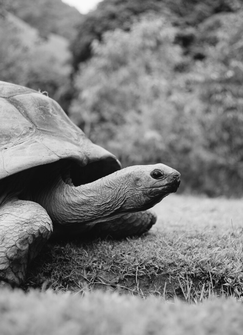 Ile aux Aigrettes with Aldabra giant tortoises