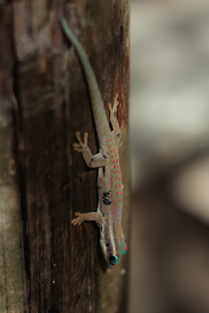 Ornate Day Gecko (Phelsuma ornata) in Mauritius