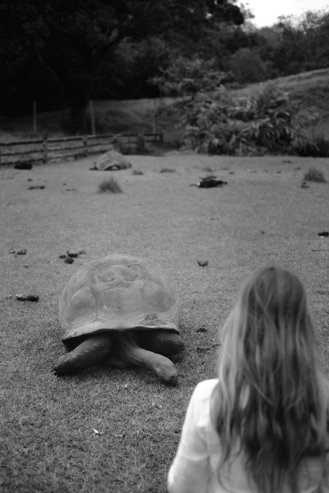 Ile aux Aigrettes with Aldabra giant tortoises