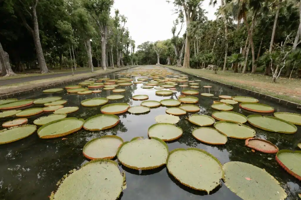 Giant Amaonian Lilly pond at Pamplemousses Botanial Garden in Mauritius