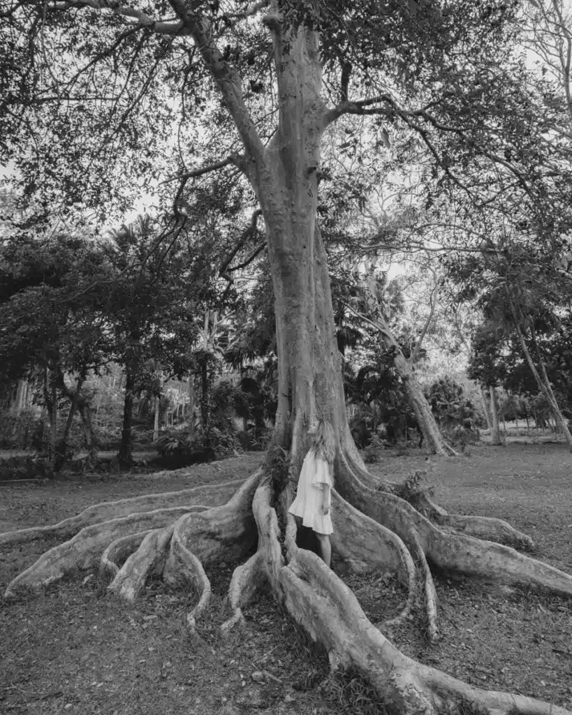 Giant tree at Pamplemousses Botanical Garden