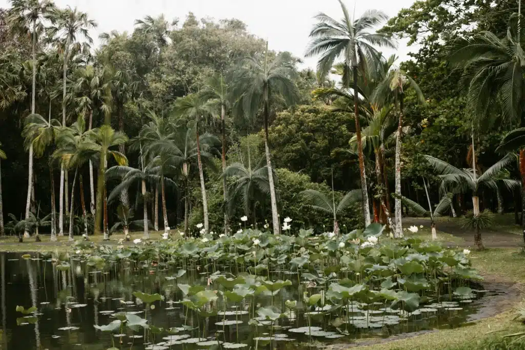 Pamplemousses Botanical Garden lilly pond