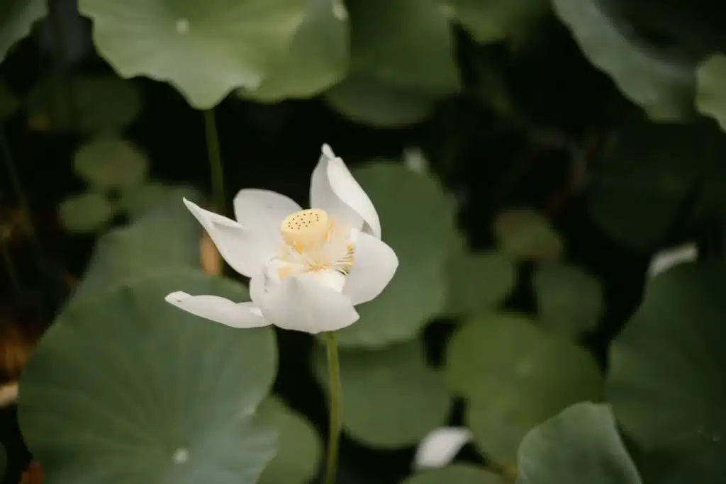 White Lilly at Sir Seewoosagur Ramgoolam Botanical Garden