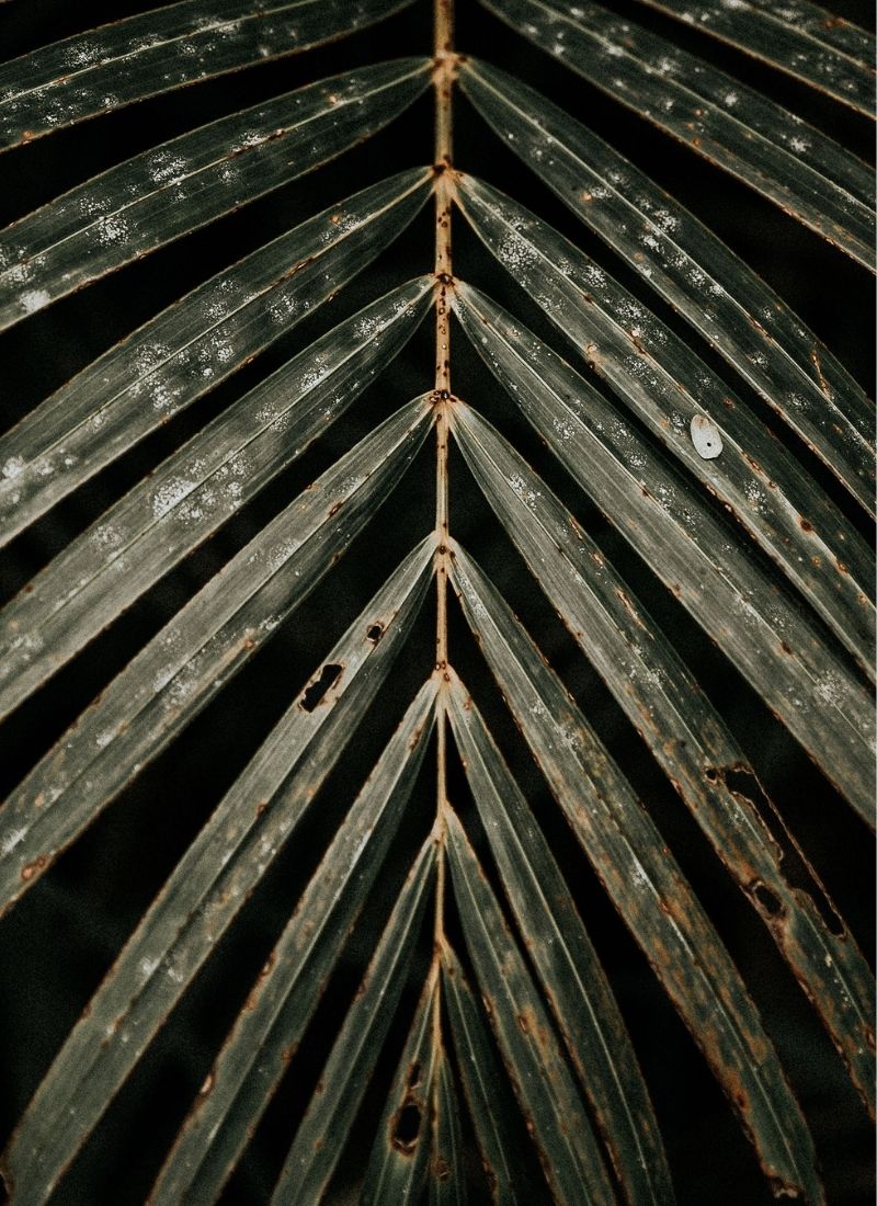 Closeup of a Palm leaf
