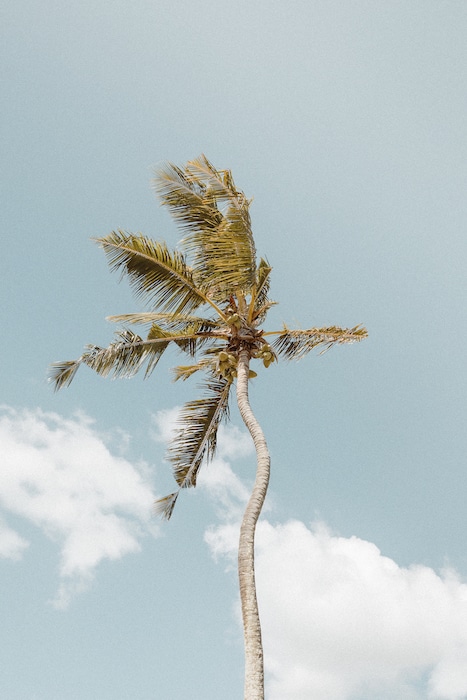 Is Mauritius worth visiting? A lone palm tree sways against the blue sky in Mauritius, epitomizing the island's tropical allure and inviting travelers to discover it for themself.