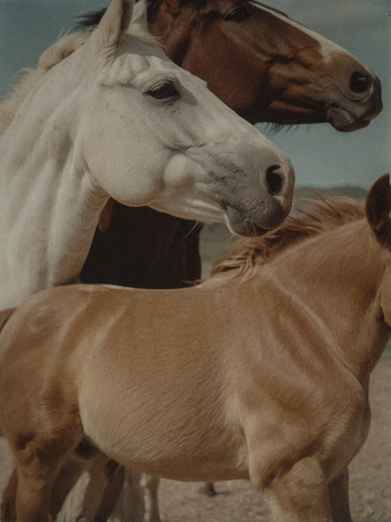 Image of horses in various colors